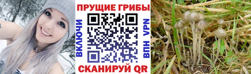 Галлюциногенные грибы ЛСД  Купить где  Плавск 